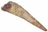 Fossil Pterosaur (Siroccopteryx) Tooth - Morocco #295160-1